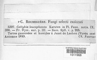 Image of Calocybe gangraenosa